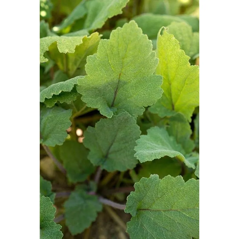 Clary Sage