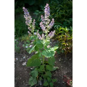 Clary Sage