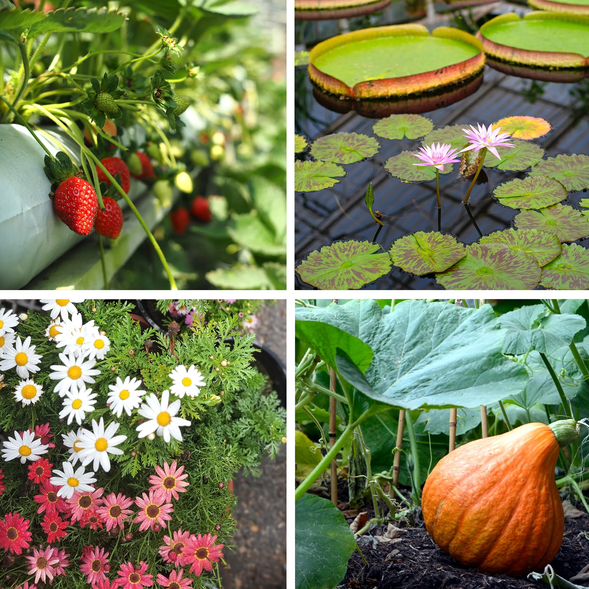 Garden Netting