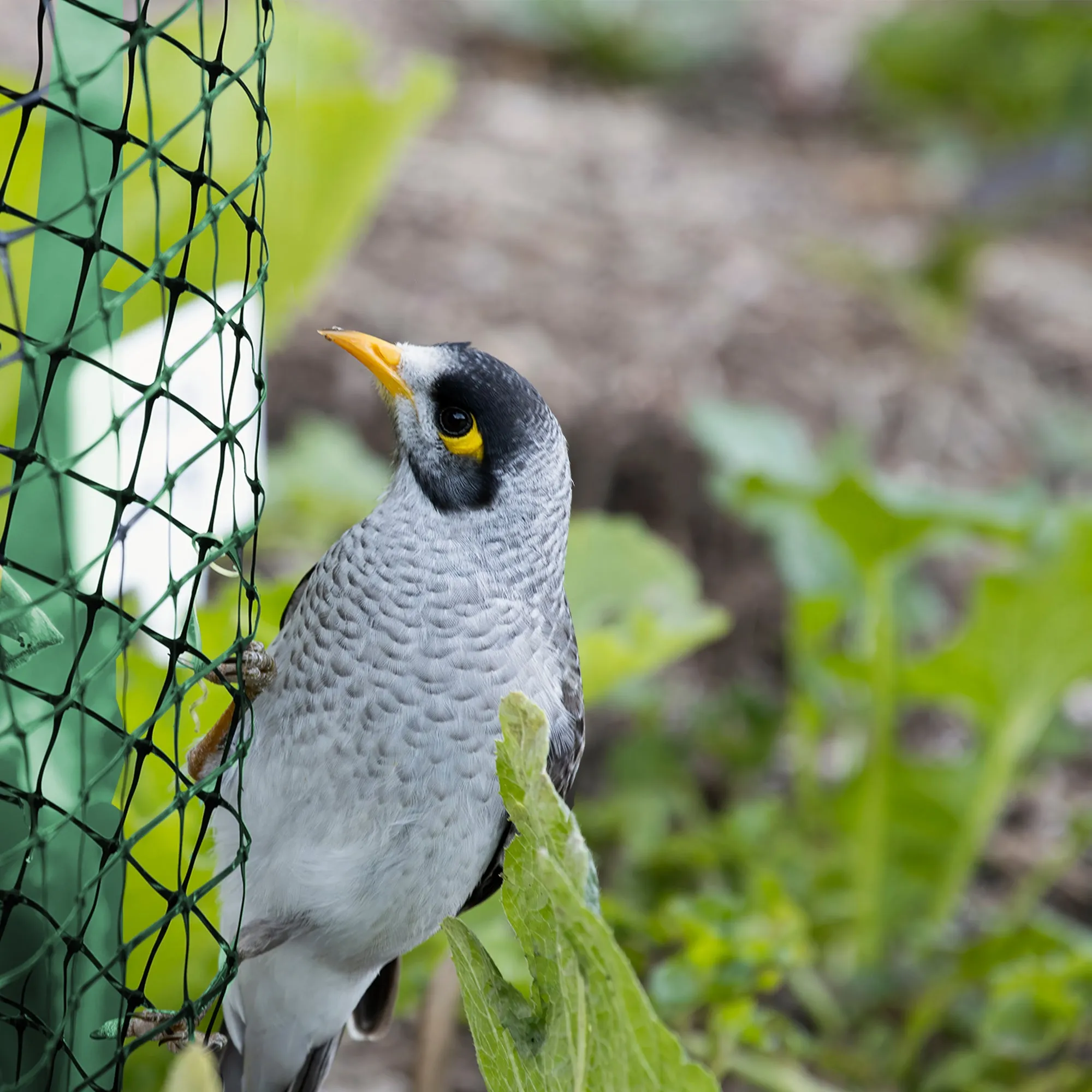 Garden Netting