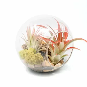 Glass Air Plant Terrarium