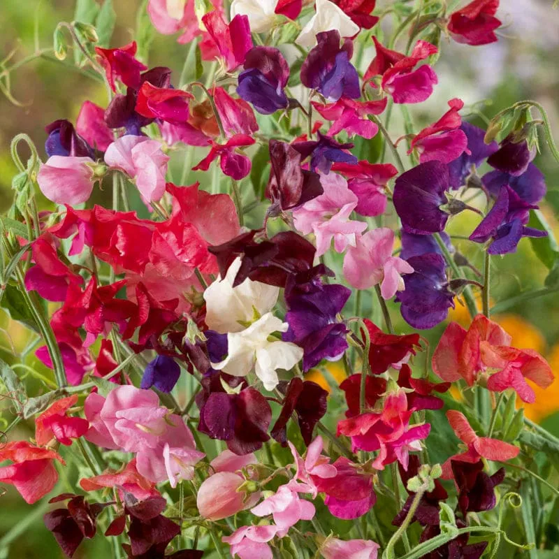Heirloom Mix Sweet Pea