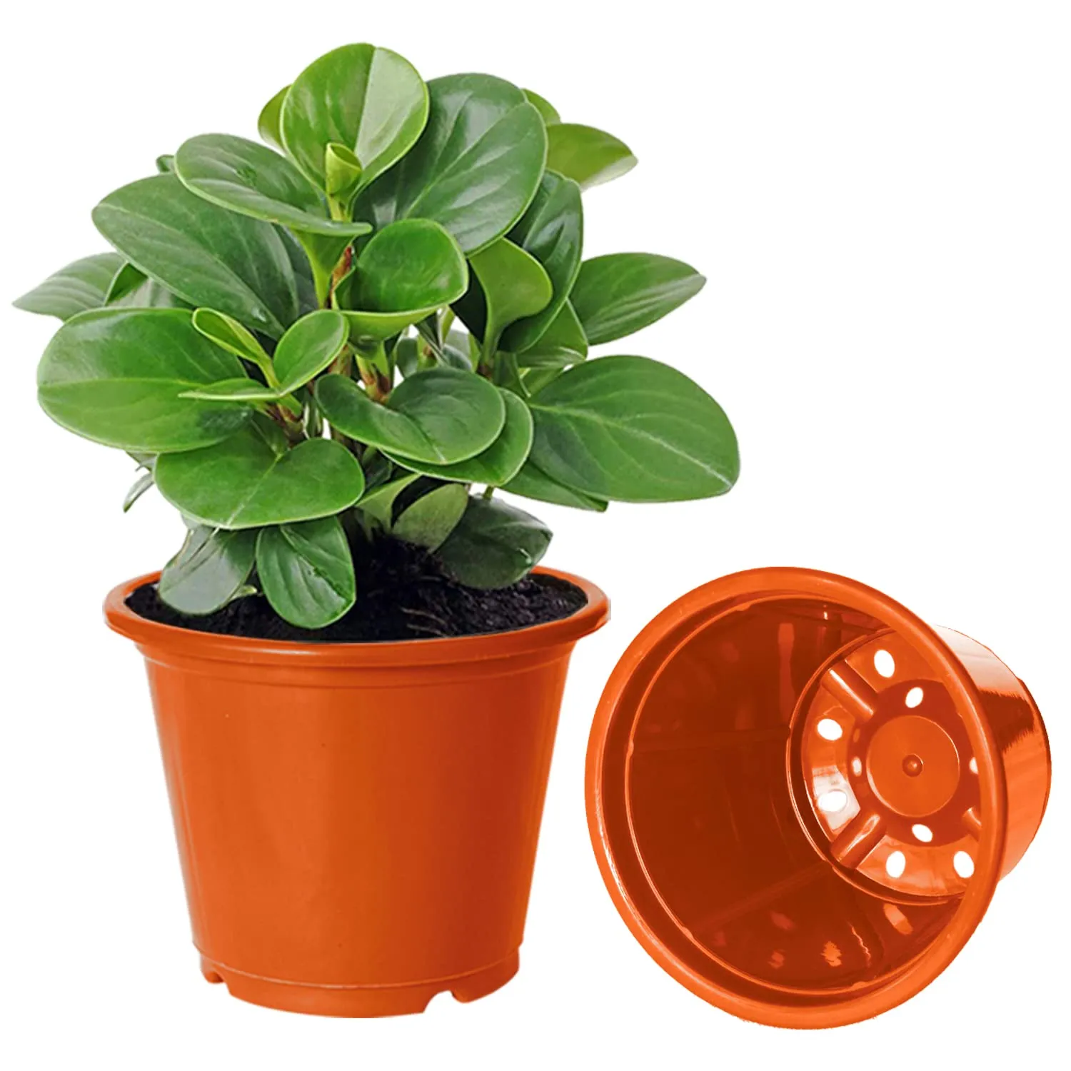 Kuber Industries Durable Plastic Flower Pot|Gamla with Drain Holes for Indoor Home Decor & Outdoor Balcony,Garden,6"x5",Pack of 8 (Orange)