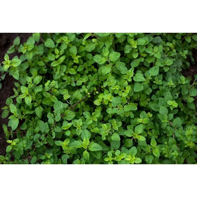Oregano
