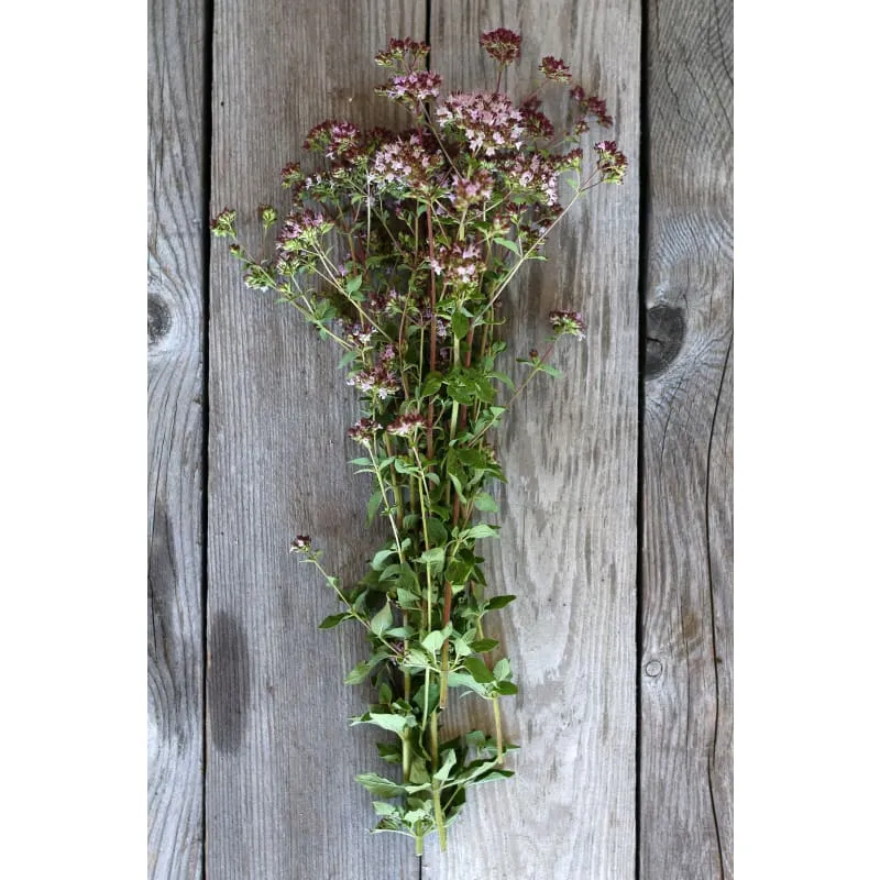Oregano