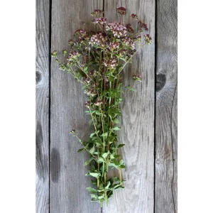 Oregano