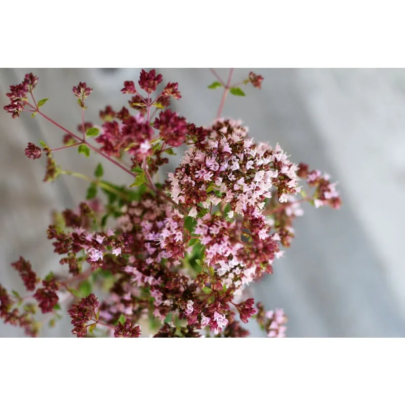 Oregano